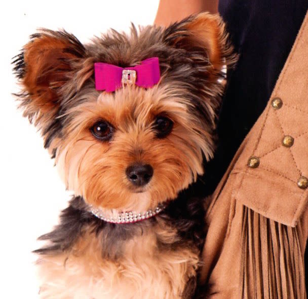 Quel petit chien choisir pour vivre en ville