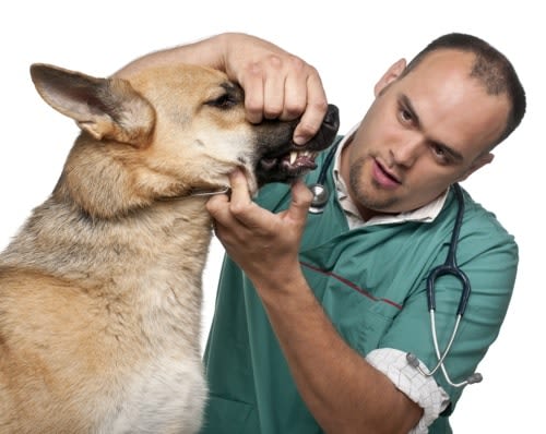 Avec SantéVet, votre chien ou chat aura de belles dents !
