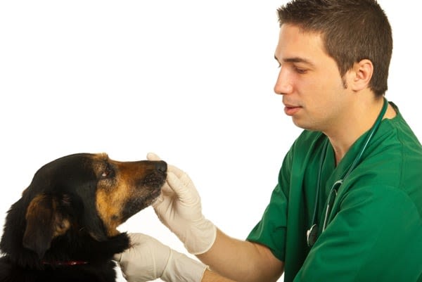 Comment donner un cachet à son chien ou chat ?