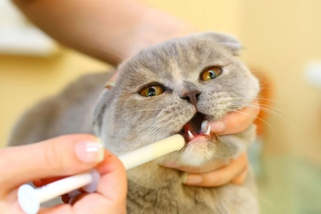 donner un traitement a son chat
