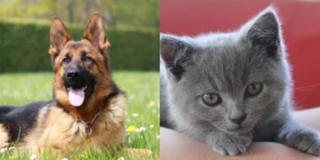 eleveurs et pedigree trouver un eleveur chiot chaton