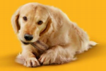 Un nouveau bâtonnet à mâcher pour chien