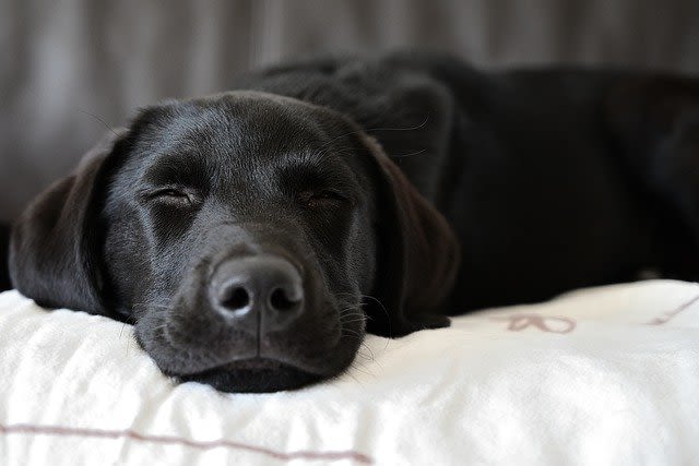 Le chien peut-il attraper un rhume ?