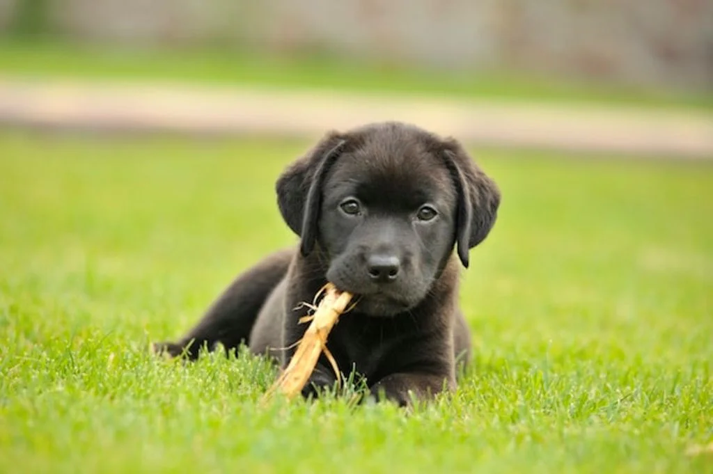 trouver chiot chaton-2