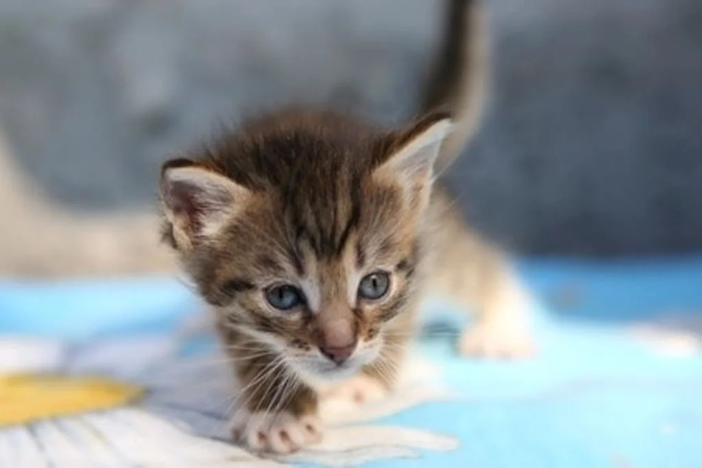 trouver chiot chaton-5