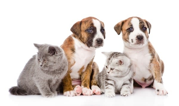 Adopter un chien ou chat : tout ce qu&rsquo;il faut savoir