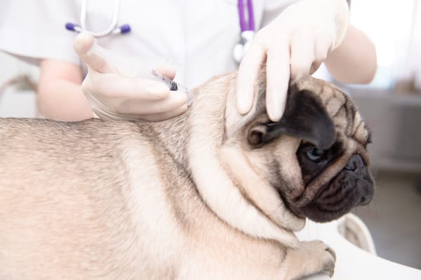 Assurance chien : quels vaccins exigés ?