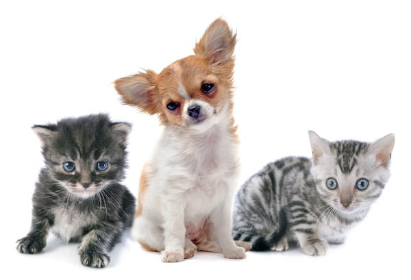 Nouvelle réglementation pour la vente de chiens et chats