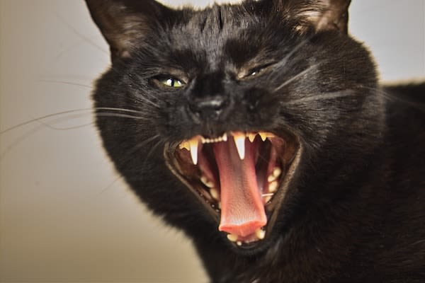 Le chat : un lion impulsif et névrotique !