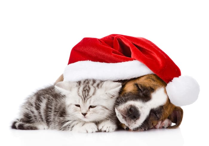 Chien et chat : nos conseils pour les fêtes