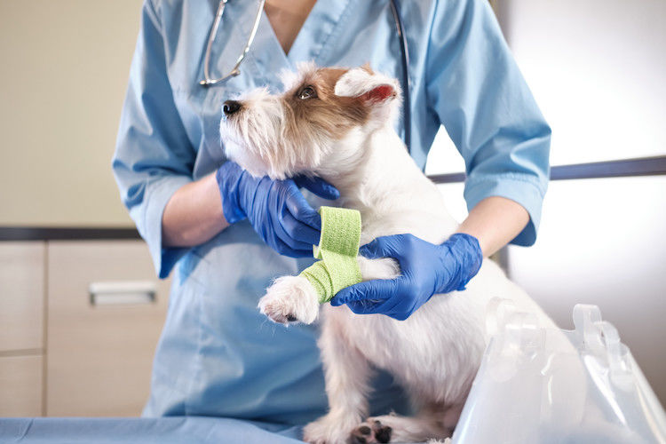Santévet Urgences veille sur vos animaux 24h/24 et 7j/7