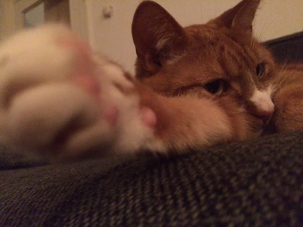 Belgique : des chats contre le terrorisme