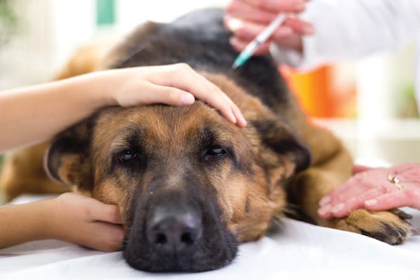 Remboursement et prise en charge du diabète chez le chien et le chat