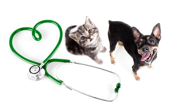 Gastro chez le chien et le chat : pas seulement en hiver !