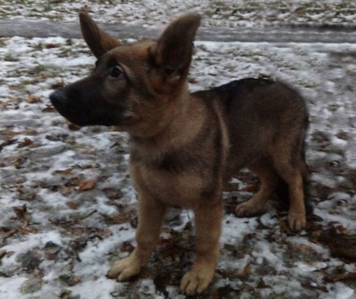 Assaut du Raid à Saint-Denis : le maître du chien témoigne