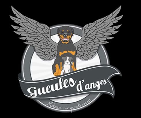 Gueules d’Anges: la « revanche » des chiens dits dangereux