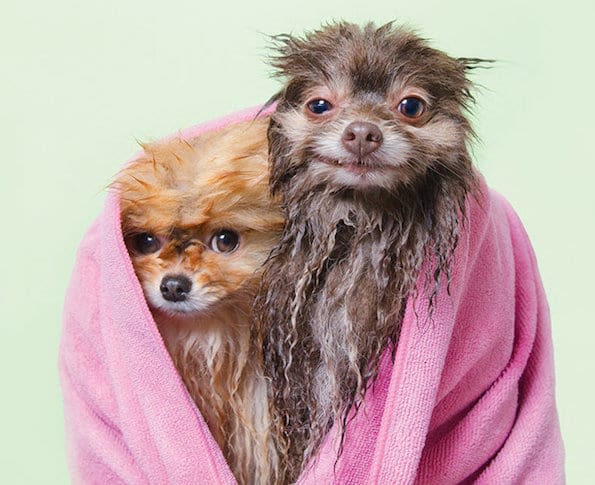 Chiens mouillés : de drôles de portraits