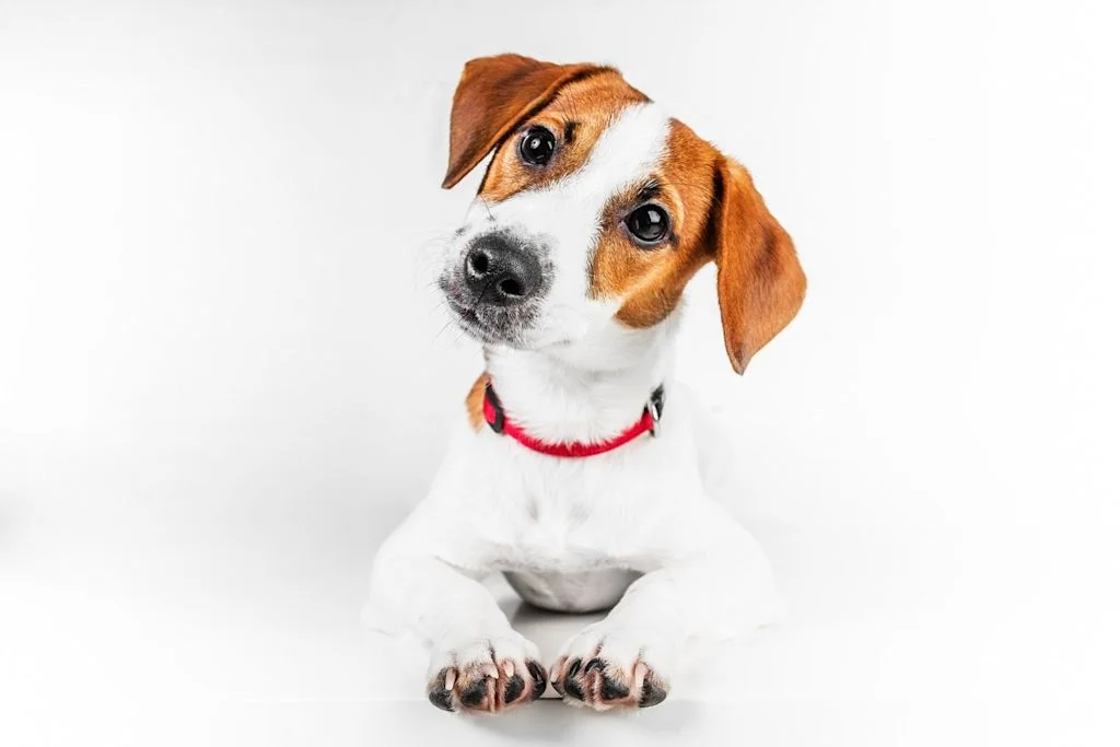 SV - jack russel 
