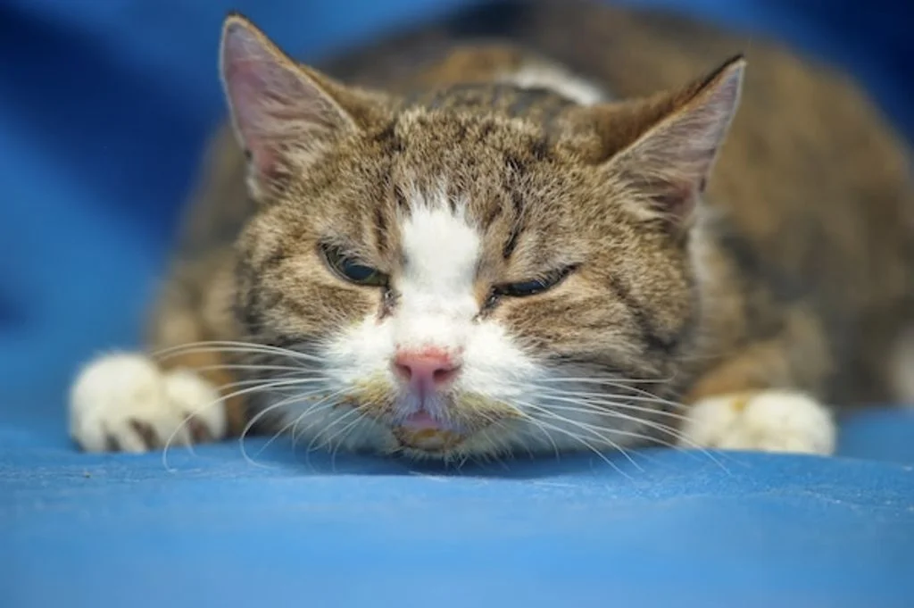 chat malade