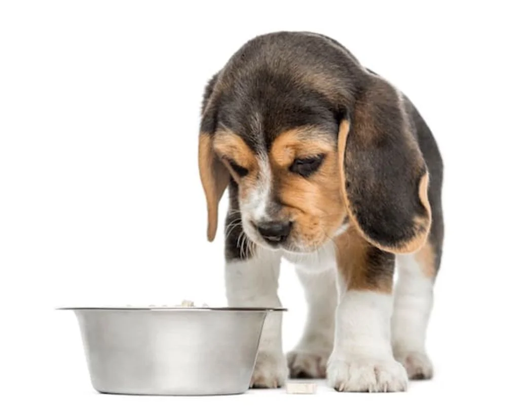 chien malade-2