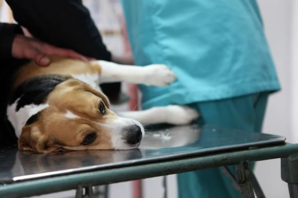 chien malade