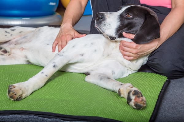 Soigner son chien ou son chat autrement