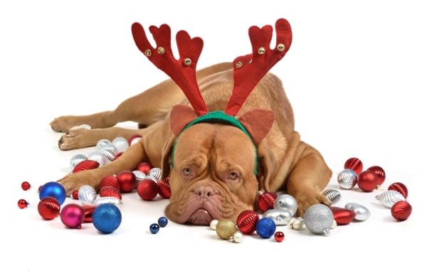 Déguiser son chien pour Noël : une mauvaise idée !