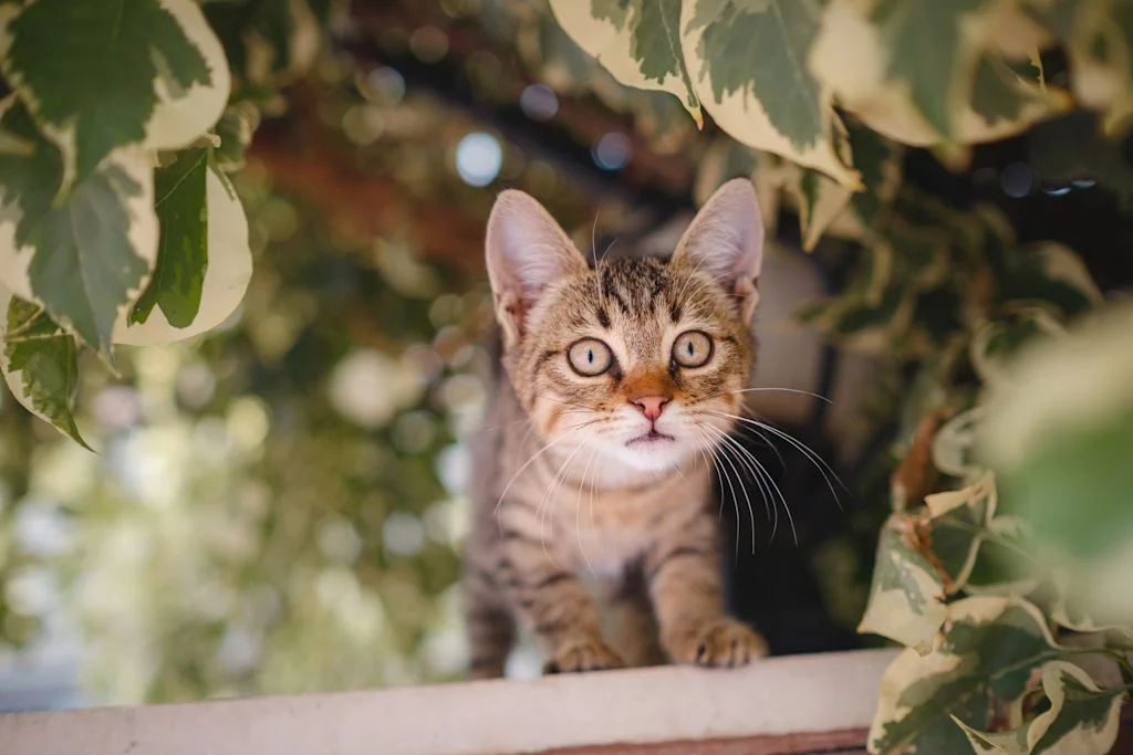 chaton tigre arbre