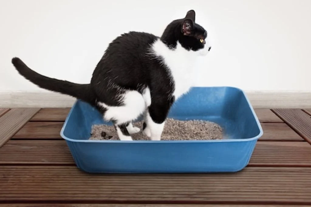 chat malpropre-2