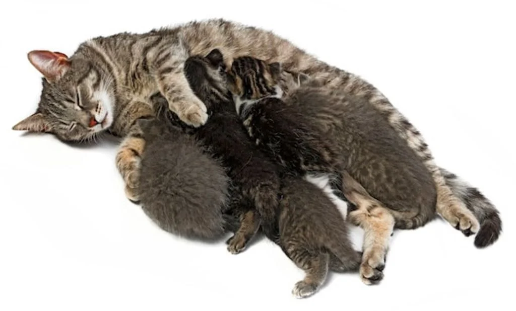 chatte et chatons sterlisation-2
