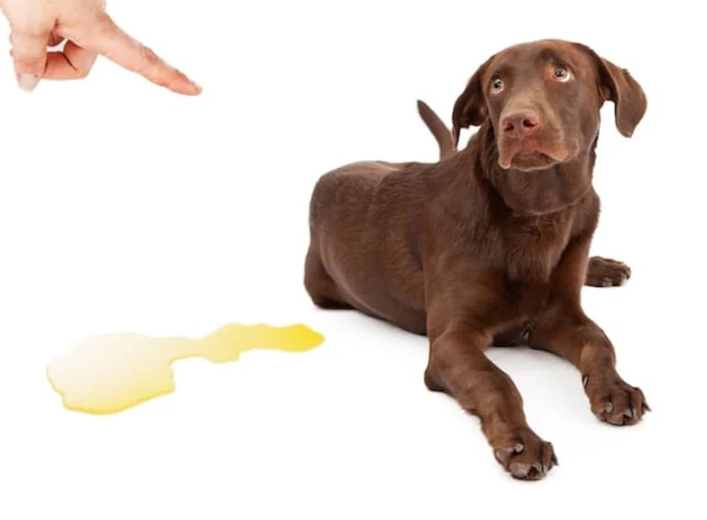 chien malpropre-1