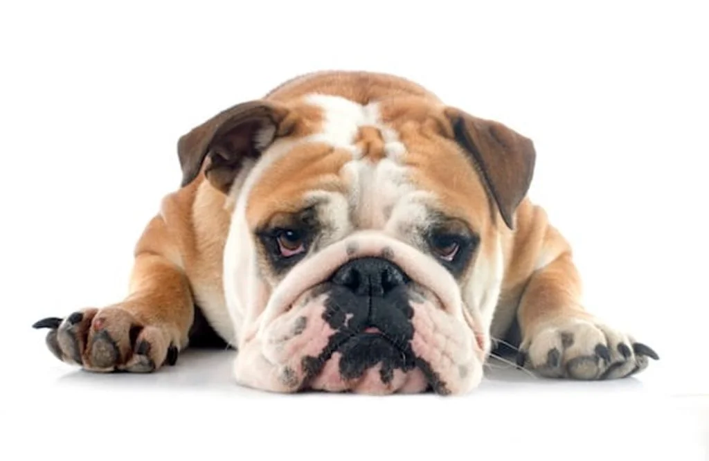 chien malpropre-2