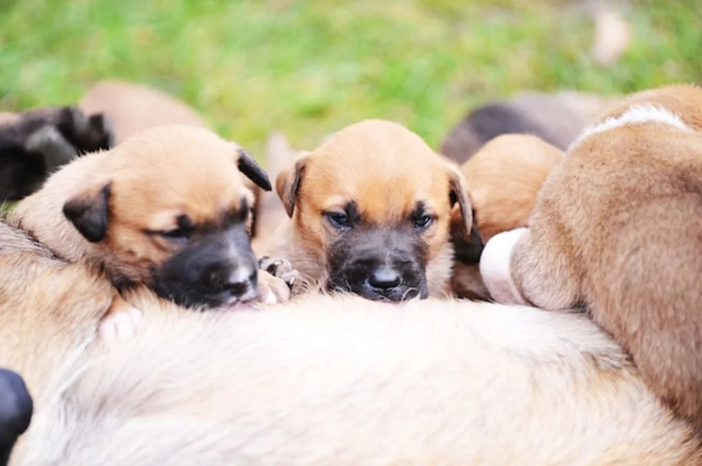 chienne et chiots