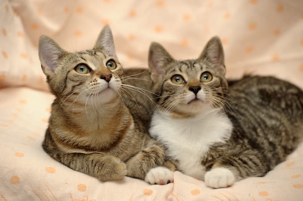 Pour une cohabitation harmonieuse entre plusieurs chats