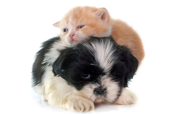 Chiens et chats : le palmarès des noms en 2015