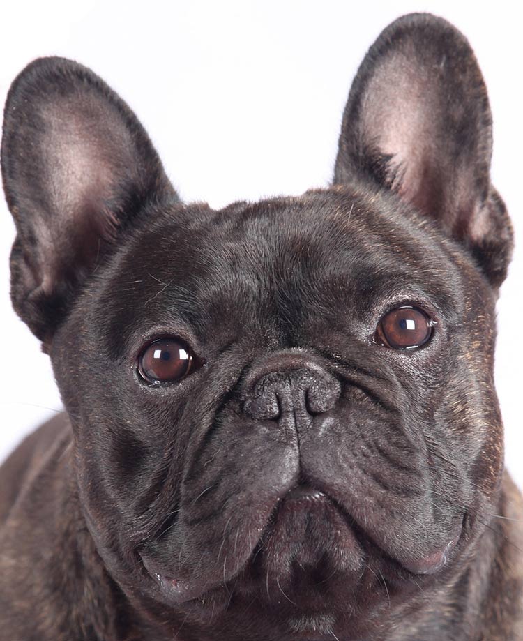 Les chiens aussi font le show au salon de l’agriculture