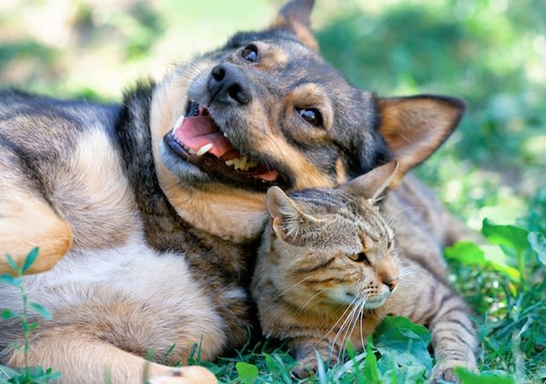 Chiens et chats : les protéger aussi contre les moustiques