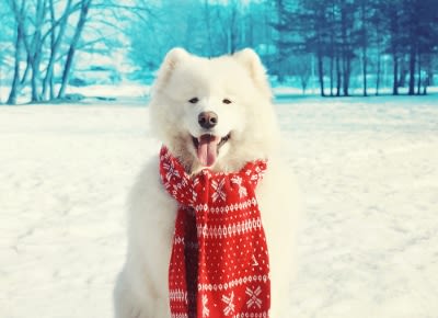 Vacances au ski : que faire de son chien ou chat ?
