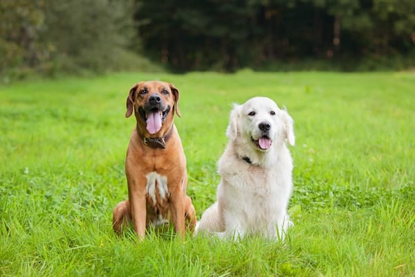 Une crèche de jour pour les chiens en Belgique