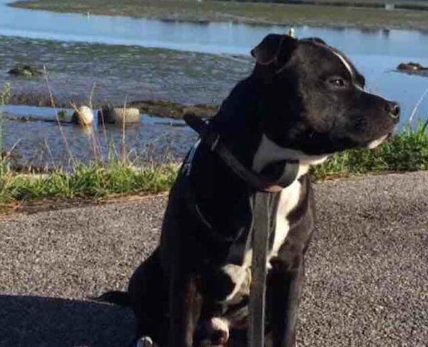 Jo, un staffie fugueur prend le métro !