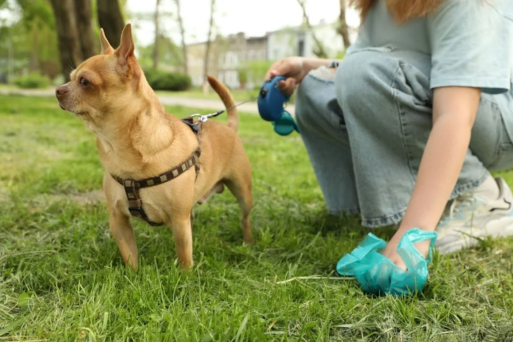 Chien crotte dehors