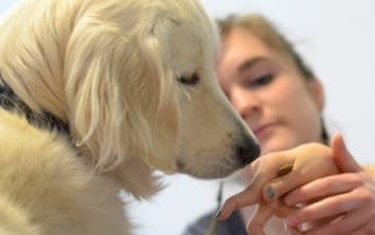 Thérapie assistée par l’animal : devenez famille d’accueil