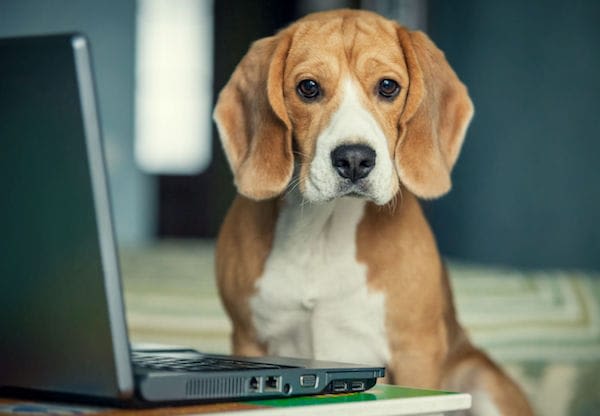 Les Français peuvent-ils amener leur animal au travail ?