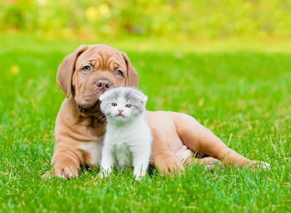 Les risques liés au printemps chez le chien et le chat