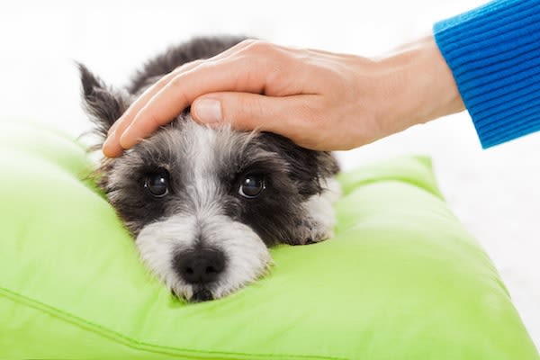 Assurance animale SantéVet : quels délais de carence ?