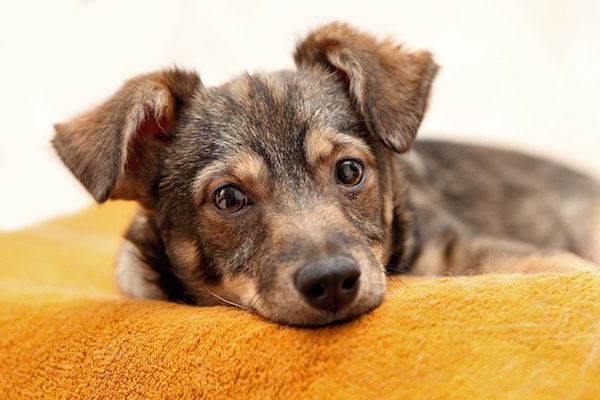 USA: des jours de congés pour faire le deuil de son animal
