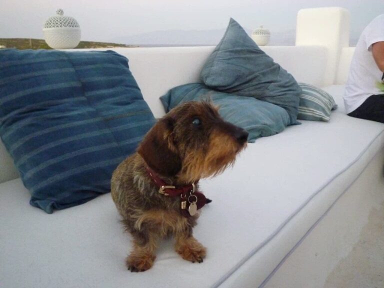 Stéphane Bern peiné par la mort de son chien Virgule