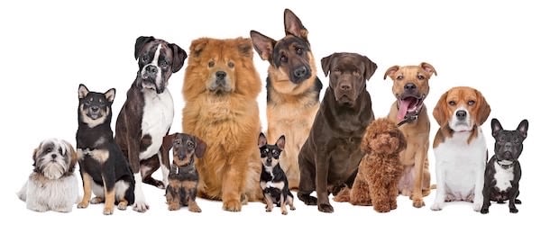 Chiens préférés des Français en 2016 : les bergers en tête