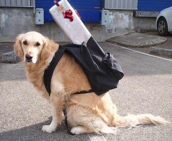Livreur à domicile : un nouveau métier pour le chien !