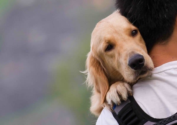 Permis de détention de chien : 82,5% des maîtres sont pour